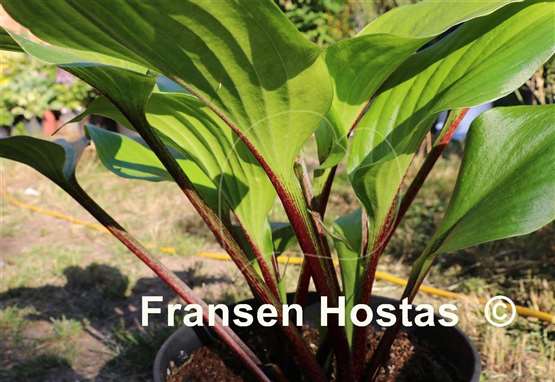 Hosta Gooseberry Sundae